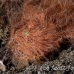 frogfish_hairy_ta_hsb_r_h_0276_kom5264.jpg